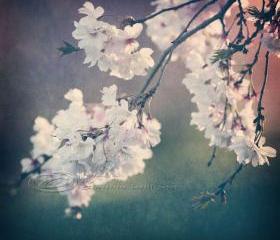 Cherry blossoms Spring photo home decor pink 8x8" print
