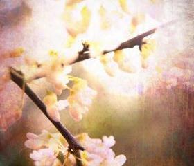 Blossoms Spring photo home decor pink dream 8x10" print