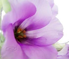 Flower Photo, macro photo, purple dreaming, spring time, bloom 8 x10"