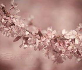Spring photo cherry blossoms home decor pale pink 8x12" print