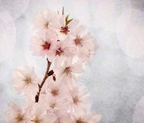 White blossoms spring photo cherry home decor pink 8x10" print