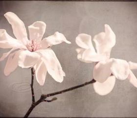 Flower photo white magnolia home decor big wall art 20x30" print