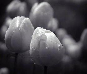 Tulip photo flower close up black & white raindrops 8x10" print