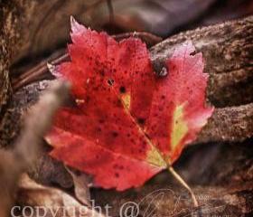 Season Photo, fall photo, red leaf, warm colors, 10x10" print