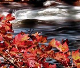Season Photo fall photo artistic photo warm colors river 8x12"