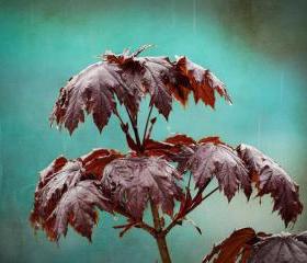 Rain photo spring raindrops maple home decor teal 8x10" print