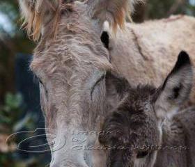 Animal photo donkey family baby close up 8x12" print