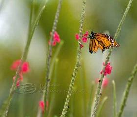 Butterfly photo, nursery art, flower photo, green, pink, orange, 8x8" print