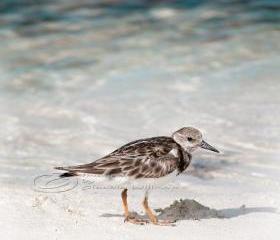 Beach photo lonely bird ocean cute close-up teal 10x10" print