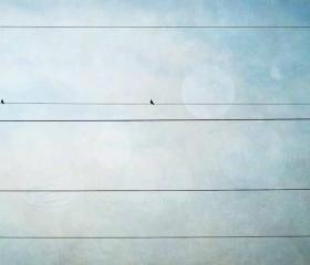 Bird on wire photo grunge teal whimsical print 8x12"