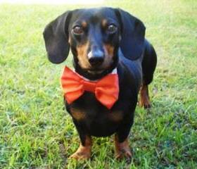 Wedding Dog Bow Tie: Cat or Dog