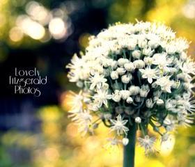 Fine Art Botanical Photography - White Flower Burst - 8x10 Print