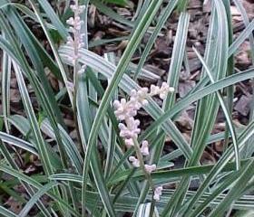 Silver Dragon - Liriope Spicata - 3 mature plants