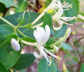 Halls Japanese Honeysuckle - 3 plants