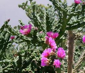 PURPLE TEXAS CHOLLA tree cactus (Opuntia imbricata) - 1 unrooted cutting