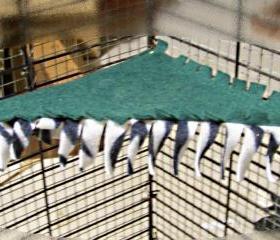 PET CORNER HAMMOCK - Green with Black and White Zebra Stripe patterned Fleece - 9x9x14 inch