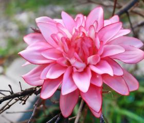 flower hair clip, pink dalia, bridemaid hair clip
