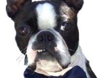 For Your Wedding To Include Your Awesome Pup or Kitty dog Bow Tie