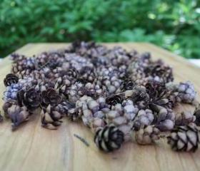 150 Mini Pinecones -Woodland Crafts, rustic wedding, fall decor, holiday decor- Over 2 Cups worth