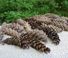 30 Large Pinecones -skinny & long -Woodland Crafts, rustic wedding, fall decor, holiday decor