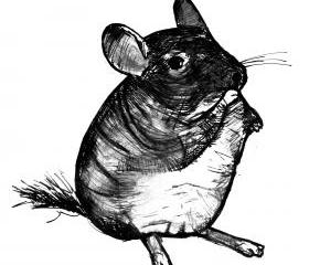 Chinchilla Art Print Black and White Animal Ink Drawing Series 