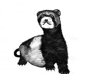 Ferret Art Print Black and White Animal Ink Drawing Series 