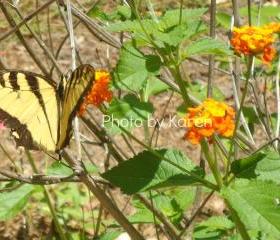 Tiger Swallowtail, Orange Flower, Original Photograph, other sizes available