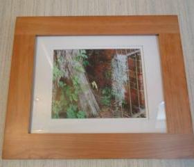 Lost Moss Wood Framed and Ivory Matted Original Photograph