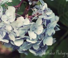 Blue Hydrangea - 8x10 fine art photograph