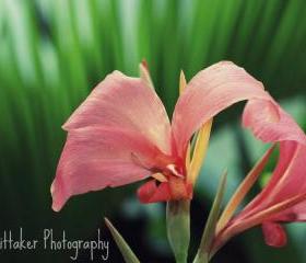 Pink Flower - 8x10 photograph