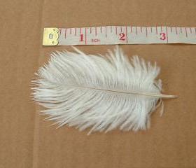 Lot of 3 Baby Ostrich Feathers - White