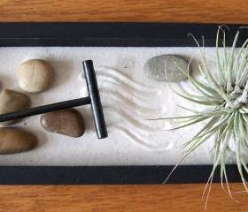 Tillandsia - SALE - 3 dollars off - Zen Garden with Tillandsia