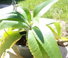 Succulent - Kalanchoe Waldeimii baby plant