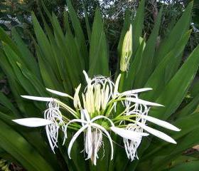 St. John's Lilly - Grand Crinum Asiaticum - 2 sprouted corms