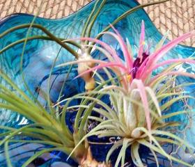 Three Tillandsia Plants - Different Varieties