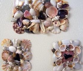 Sea Shells Kitchen Magnets with Sharks Teeth - Set of Three
