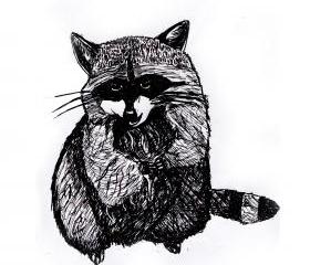 Raccoon Print Black and White Animal Ink Drawing Series 