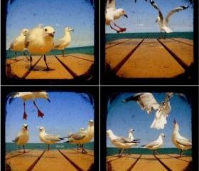 Seagull Photography Set of Four 5x5 TtV Bird Photo Prints