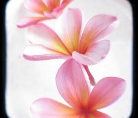 Frangipani Plumeria Flower Photography Print 5x5 TtV Pink and Yellow Floral Wall Decor 