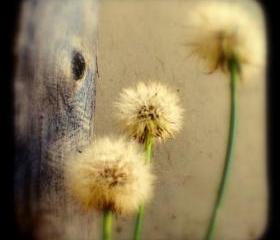 Dandelion Photograph 5x5 TtV Nature Photography - Tree Hugging Dandelions Rustic Home Decor Print