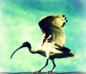 Ibis Bird Photo 5x5 Whimsical Wildlife Photography - Funny Animal Print - Bird on a Wire