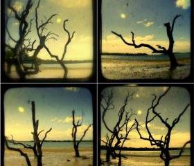 Driftwood Beach Trees Photo Set of Four - TtV 5x5 Island Landscape Photography Print - Nautical Beach Cottage Decor
