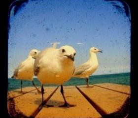 Seagull Photo Print 5x5 TtV Bird Photography - Blue - Wildlfie - Nature - Animal - Wall Decor