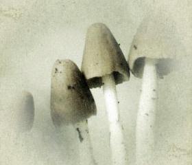 Mushroom Photo Print 5x5 Nature Photography - Vintage Style - Minimalist Home Decor Wall Art