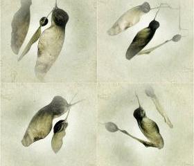 Botanical Art Print Set of Four - 5x5 Sycamore Seed Photos - Woodland - Brown - Nature Photography Prints