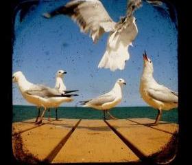 Bird Photography 5x5 TtV Seagulls Photo Print - Animal, Wildlife Photograph Wall Decor