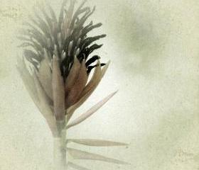 Bromeliad Botanical Art Print 5x5 Nature Photography - Flower Photo Home Decor