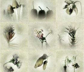 Botanical Art Print Set of 9 - Nature Photograghy - Woodland, Flora, Flower Photos - Shabby Chic Home Decor 