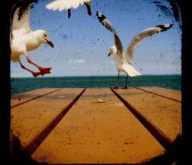 Seagulls Photo 5x5 TtV Bird Photography Home Decor Animal Print