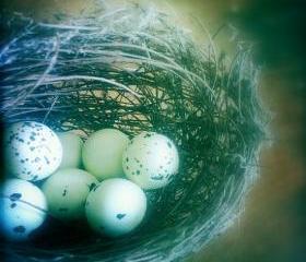 Bird Nest Photo 5x5 Speckled Bird Eggs - Natural History - Country Home Decor Woodland Photograpy Print - Nature Photograph